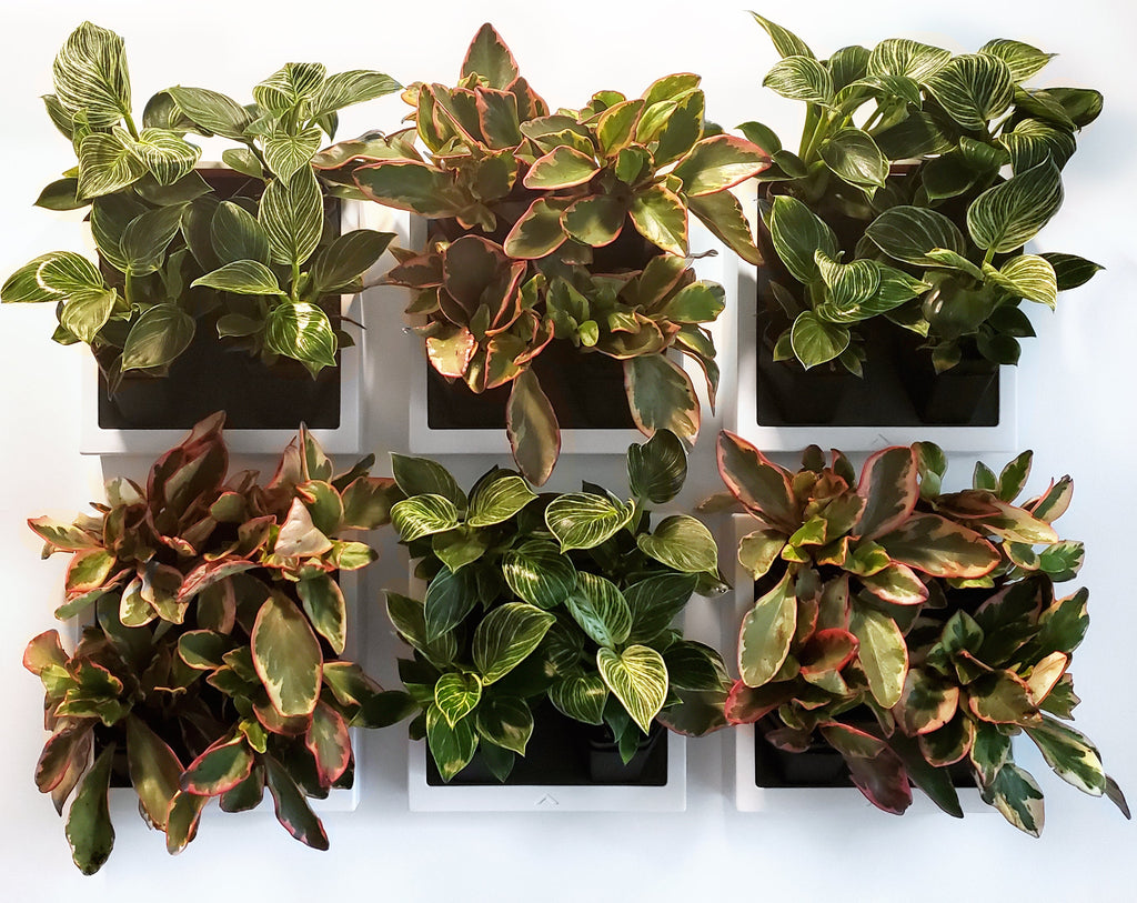 Self-watering wall planter 1PK