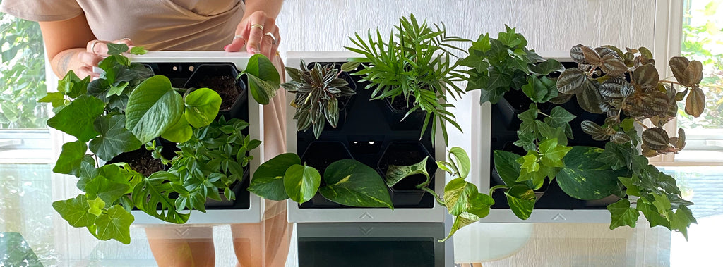 Self-watering wall planter 1PK